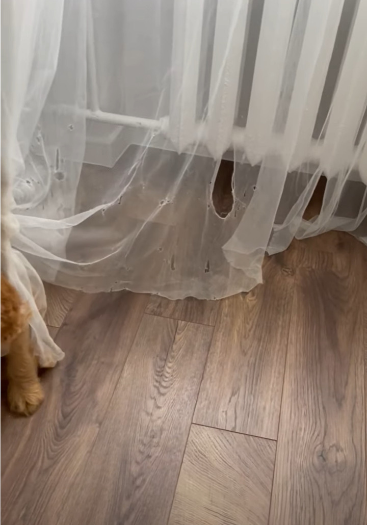 カーテンでイタズラして遊んでいた子犬。破いてできた穴にハマって抜け出せなくなっちゃいました!!【海外・動画】