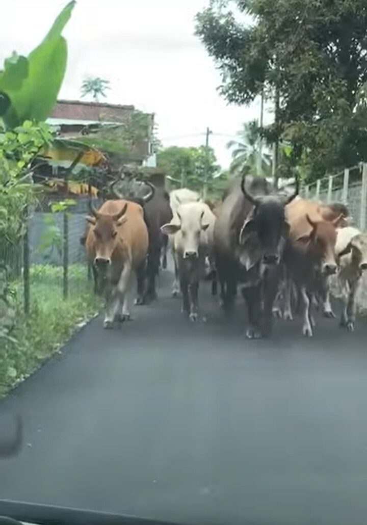 すれ違う事も難しいこの状況、いったいどうする！？道いっぱいに広がって小道を向こうからやって来るのは・・【海外・動画】