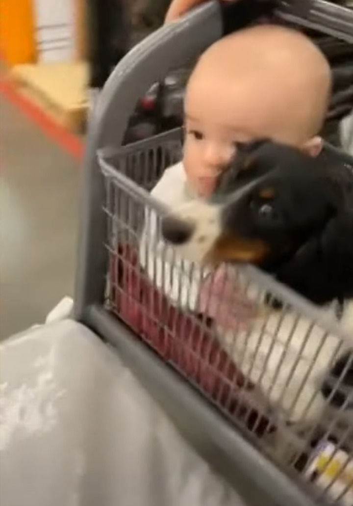 お買い物に連れてきてもらった赤ちゃんと愛犬。ショッピングカートに乗りぎゅっと抱き合うふたりの姿がとっても微笑ましい!!