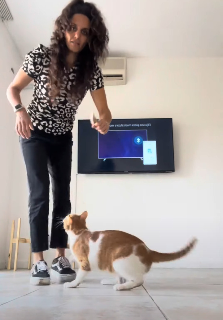 ブラッシングが大好きな猫。続けてほしくて、飼い主さんに飛びかかって猛抗議！！【海外・動画】