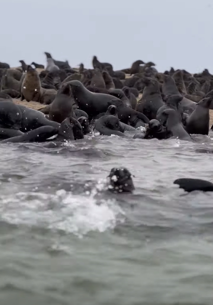 ナミビアの海をカヤック中に起きたミラクル！眼前にオットセイの大規模な群れが！中にはカヤックに飛び乗る子まで！！