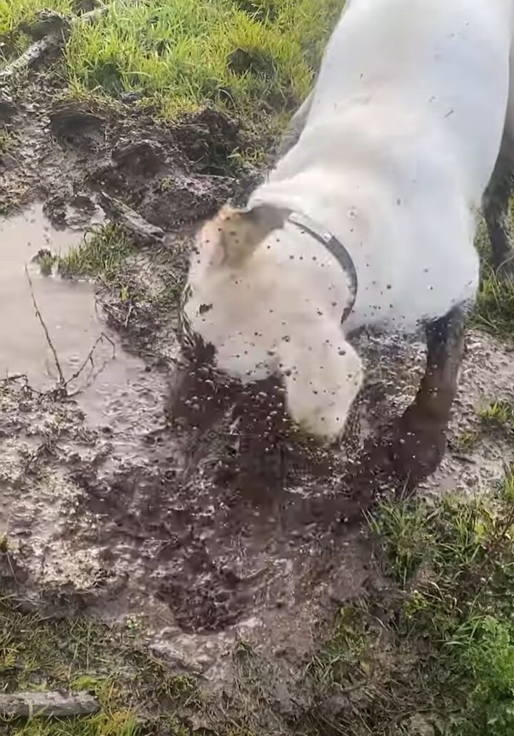 一心不乱に泥遊びをする犬。ひたすら穴掘りをしていますが・・顔を上げたらもちろん！！【アメリカ・動画】