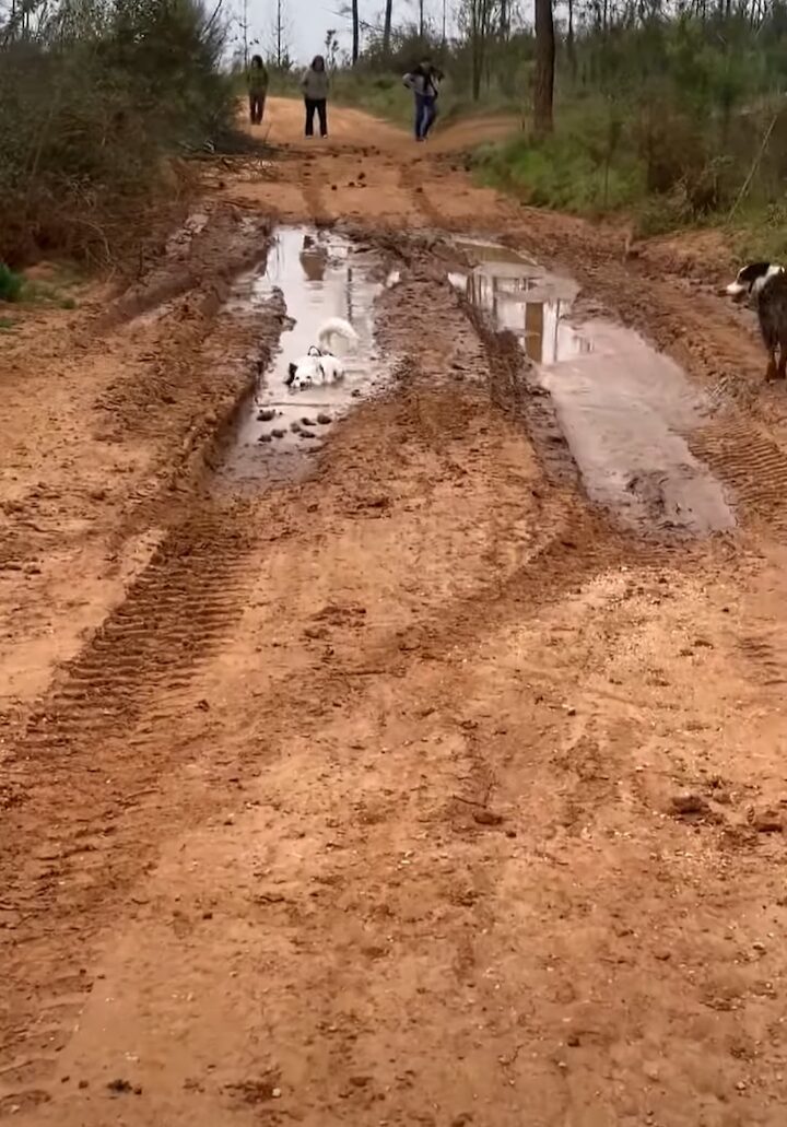 泥遊びを満喫する犬たち。道路にできた水たまりに向かって一直線！！【海外・動画】