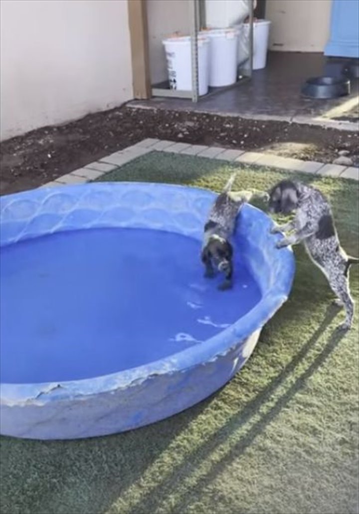 初めてのプールに落ちそうになるのを耐える子犬。堪えきれずとうとう落ちてしまったのですが・・、その時のリアクションは？！【海外・動画】