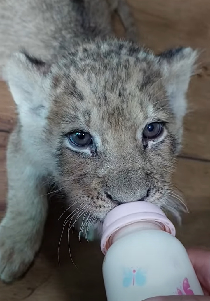 哺乳瓶をくわえた子ライオン。クピクピと一生懸命ミルクを飲むのがかわいい！【海外・動画】