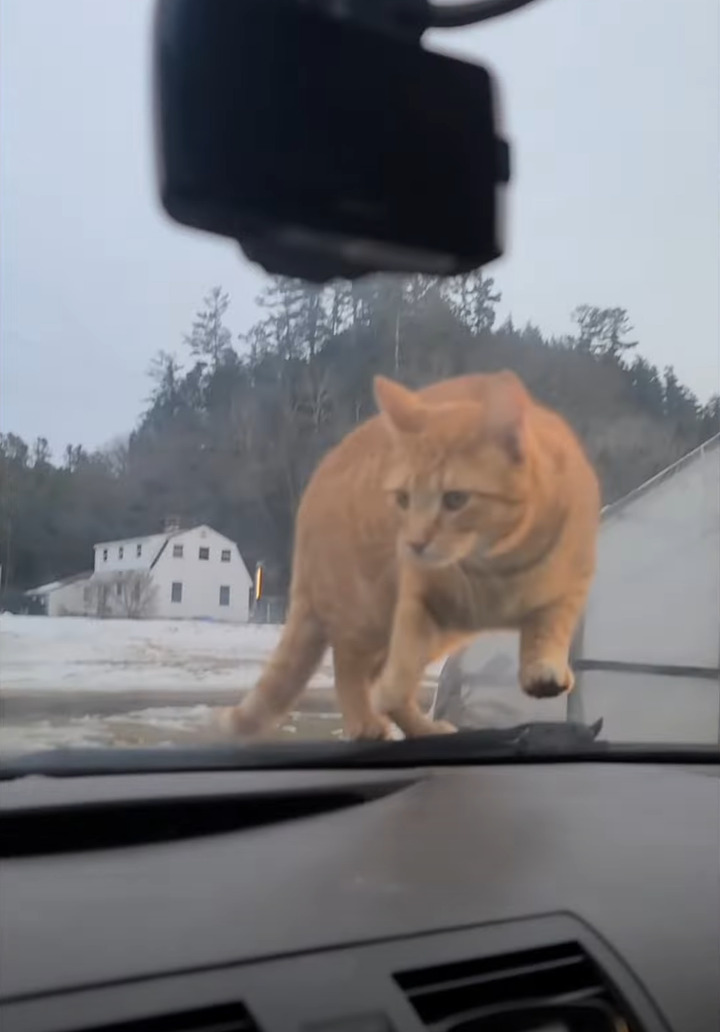 駐車した車のボンネットの上に乗る猫。車に入れてとアピールして、帰宅してきたパパさんに甘えたいみたい！！【アメリカ・動画】