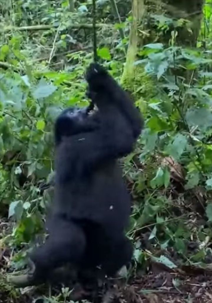 つるにつかまって大回転！ブドウの木のつるにぶら下がるゴリラの赤ちゃん、その姿は大はしゃぎをしているみたい！！【海外・動画】