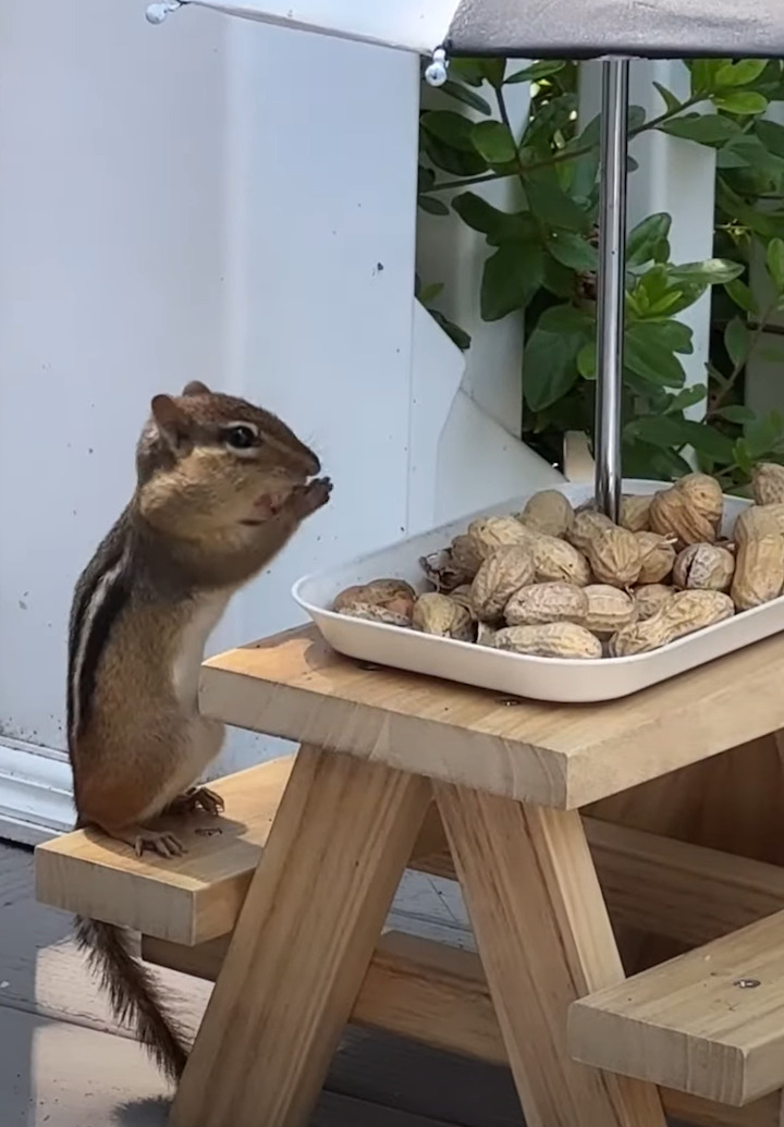 リスのための屋外レストラン！リスも美味しそうにピーナッツをもぐもぐしています！！