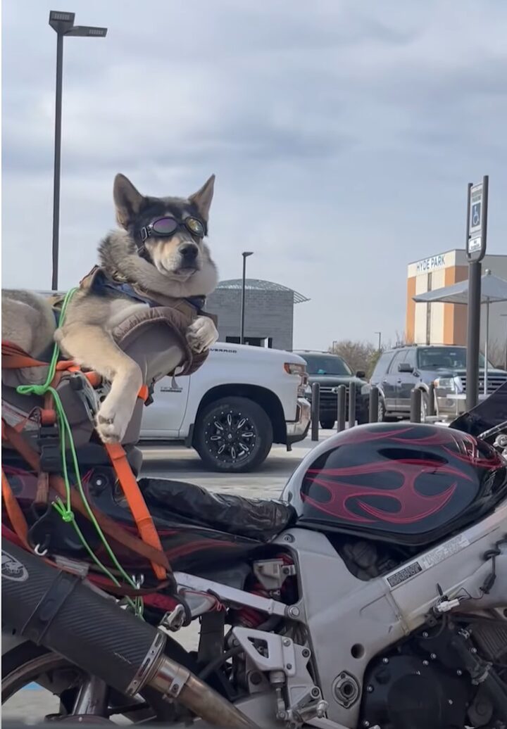 駐車場で隣り合わせたバイクを見たらビックリ！クールなハスキー犬が！！【アメリカ・動画】