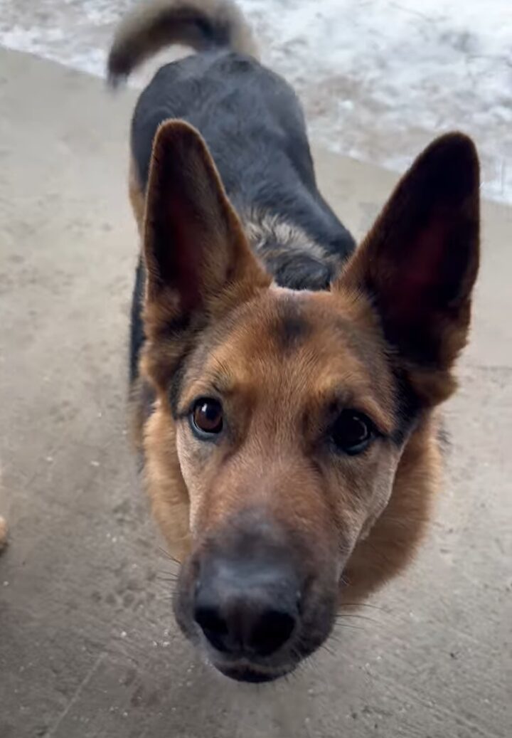 ゴミ出しを手伝ってくれる賢くて優しい愛犬。だけどみんな戸惑いうまさかのハプニングが！！【海外・動画】