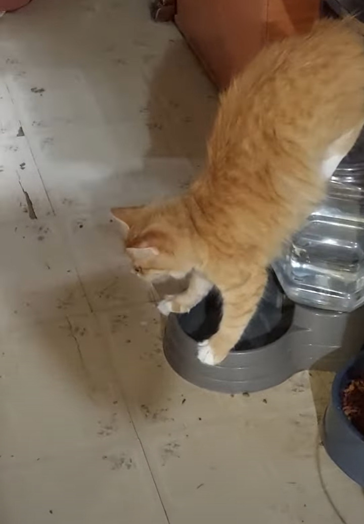 どちらにせよビックリ！猫が逆立ちをしている！？と思ったら・・水を飲んでいる途中だったんです！！【アメリカ・動画】