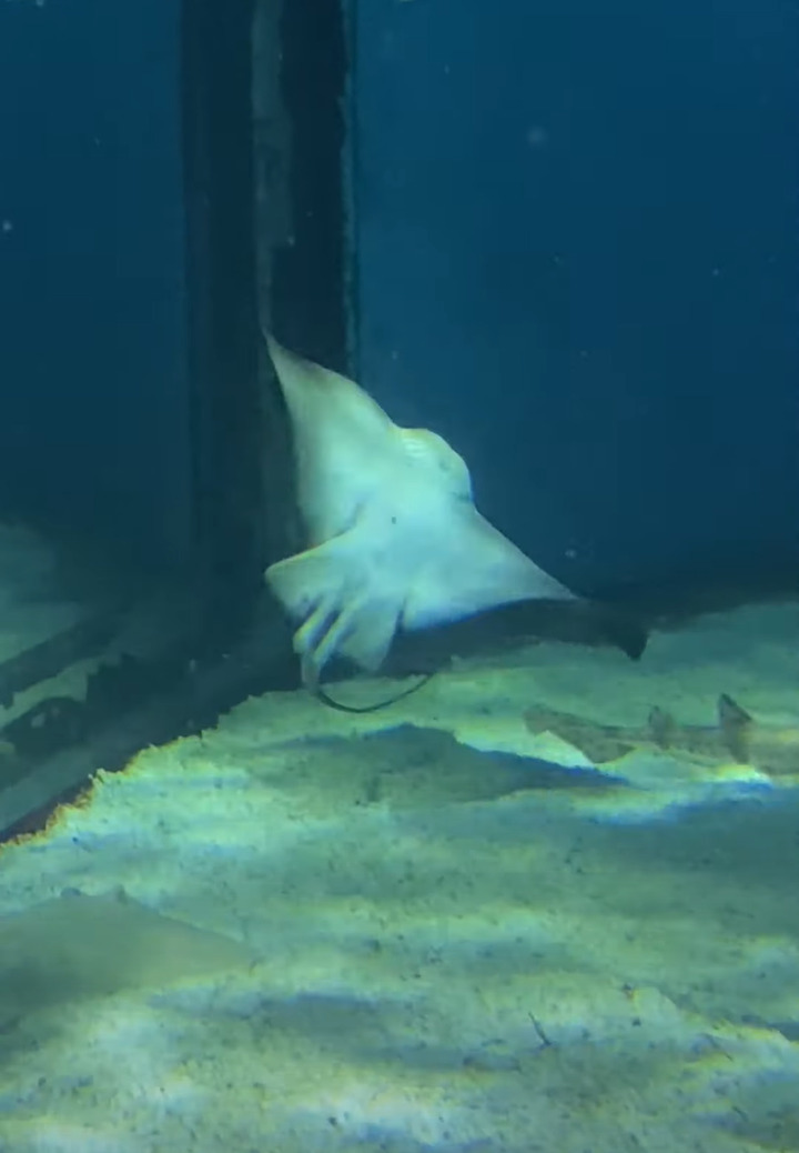 水族館で見つけた不思議な動きをしているエイ！ぐるぐる回っていますが・・、その方向に回るの？！