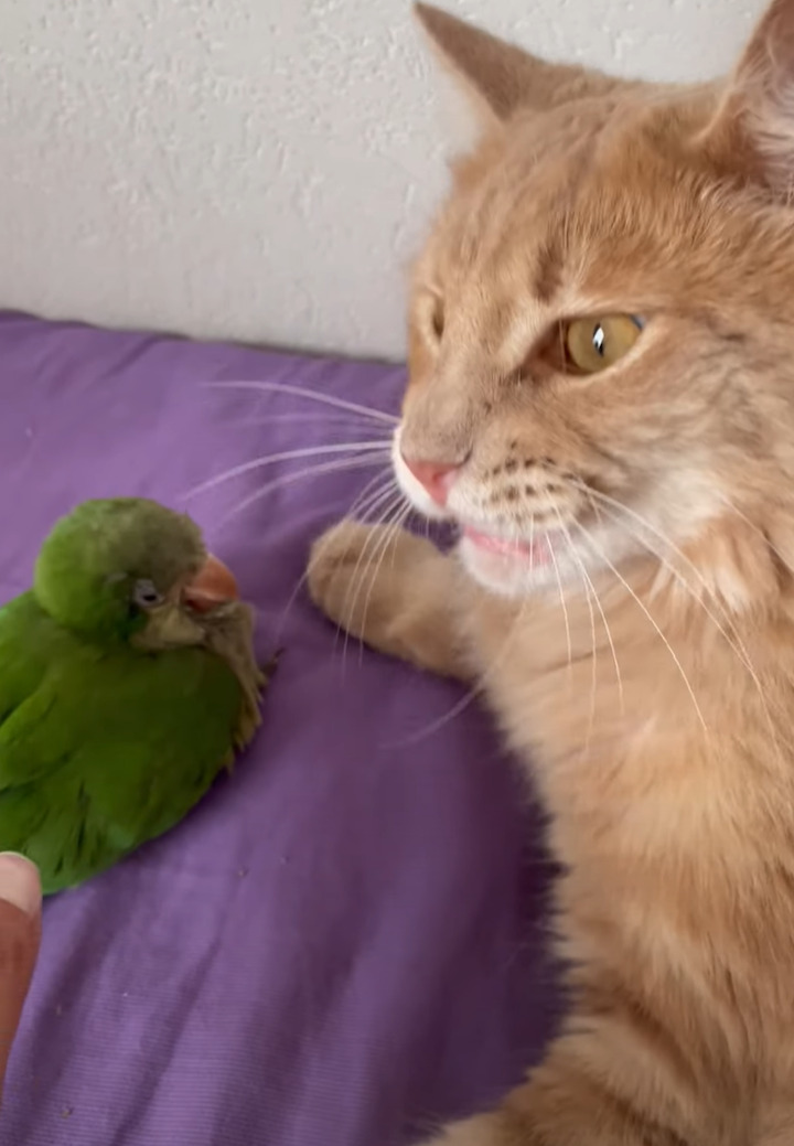 インコをぎゅっと抱きしめている猫。大好きなインコから絶対に離れたくないようで・・【海外・動画】