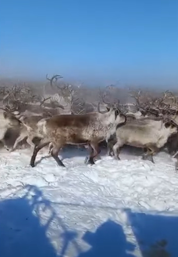 雪原を行く想像を絶する数のシカの群れ。あまりのも多くのシカが進むので、地面に積もった雪が宙を舞っているようです！！