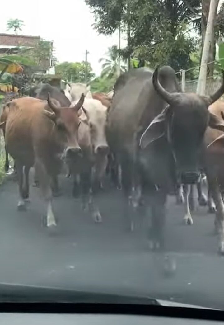 すれ違う事も難しいこの状況、いったいどうする！？道いっぱいに広がって小道を向こうからやって来るのは・・【海外・動画】