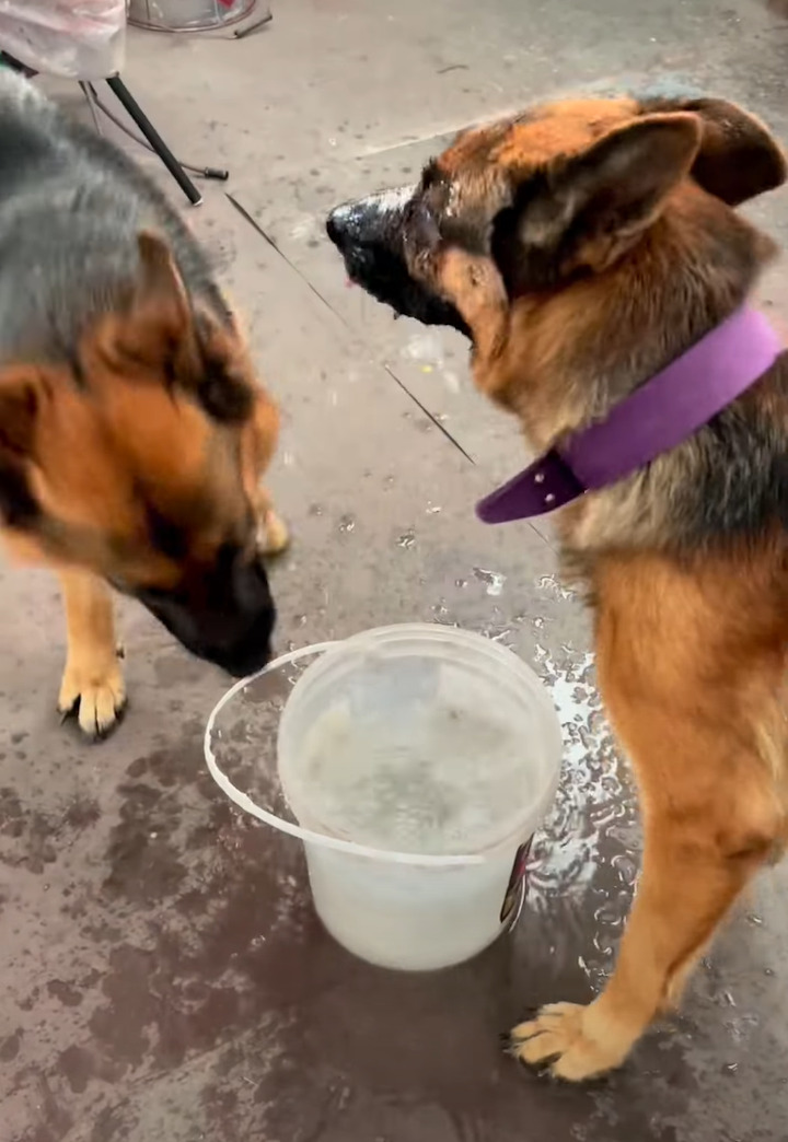 水を飲むだけでも個性が出る！水をガブガブ頭を容器に突っ込んで飲む子と優雅に飲む愛犬たち【海外・動画】