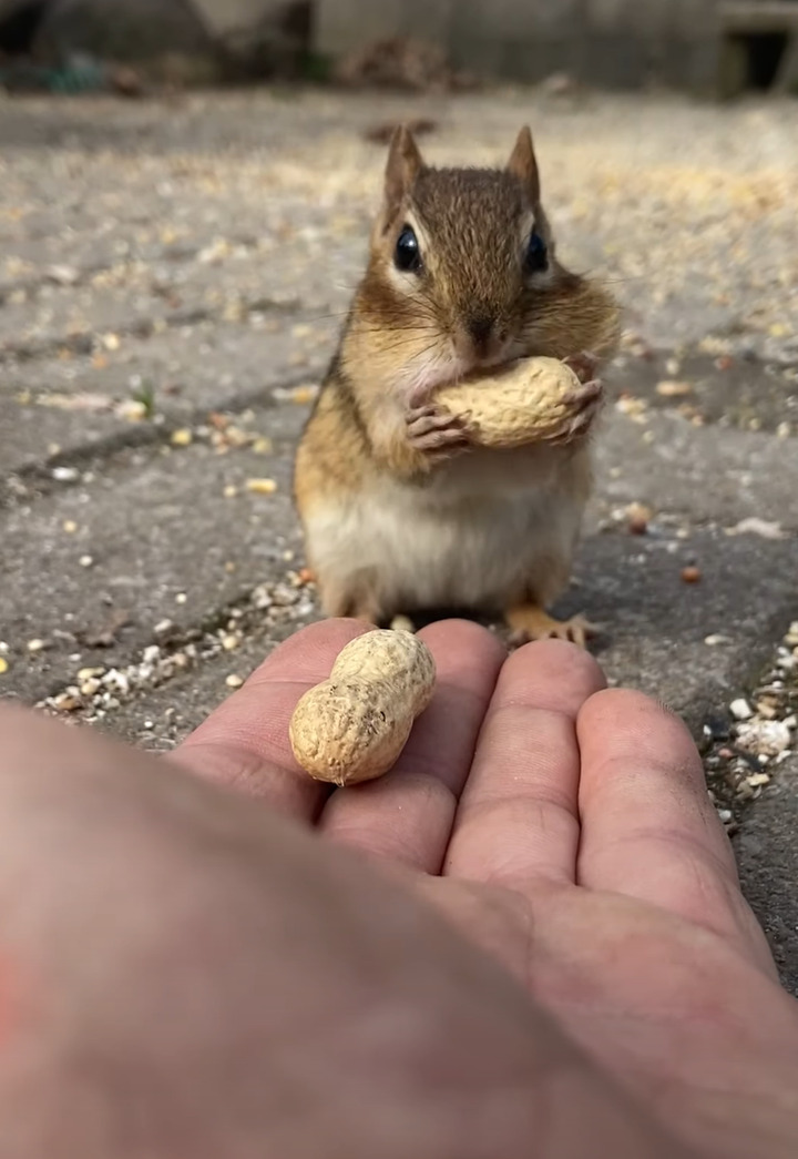 大きな殻付きの落花生が2つ。近寄ってきたリスは、どちらもほっぺたの中に入れると走り去っていくのでした！！