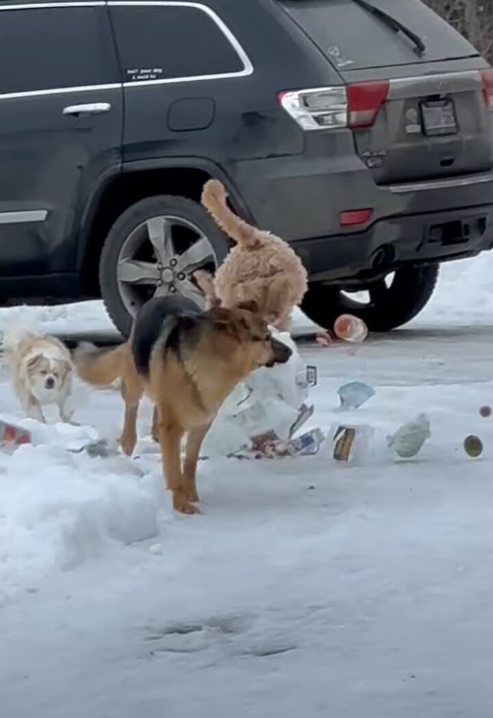 ゴミ出しを手伝ってくれる賢くて優しい愛犬。だけどみんな戸惑いうまさかのハプニングが！！【海外・動画】