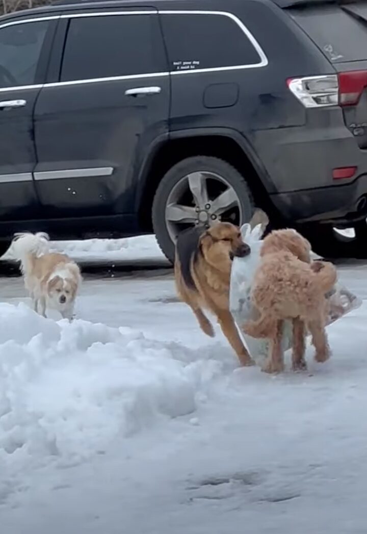 ゴミ出しを手伝ってくれる賢くて優しい愛犬。だけどみんな戸惑いうまさかのハプニングが！！【海外・動画】