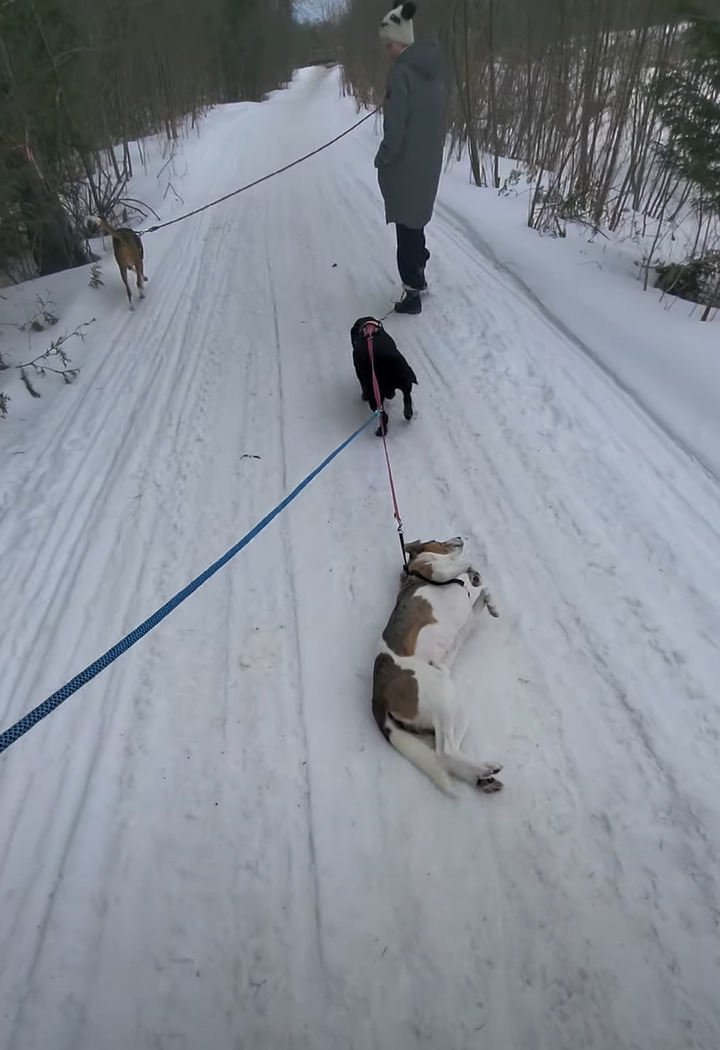 ちょっと背中をカキカキしようとしただけなのに。雪に寝転んだ愛犬ですがリードが他の犬にもつながっていたため・・