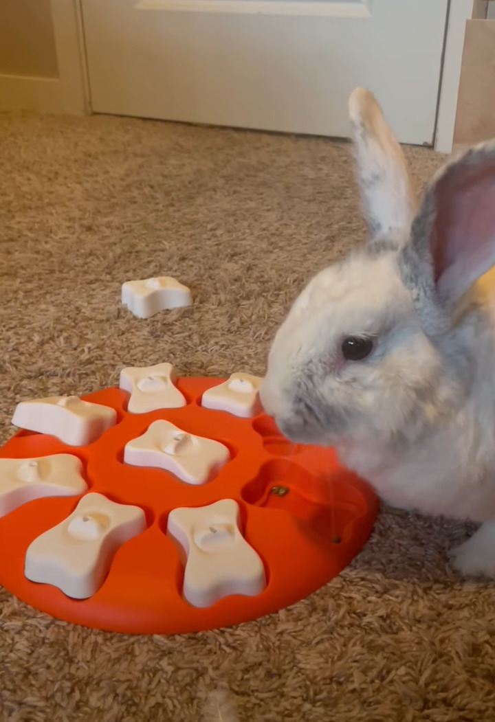 オモチャの下に隠されたごはん。ウサギが見つけて喜んで食事をしてくれるかと思ったのですが・・！！