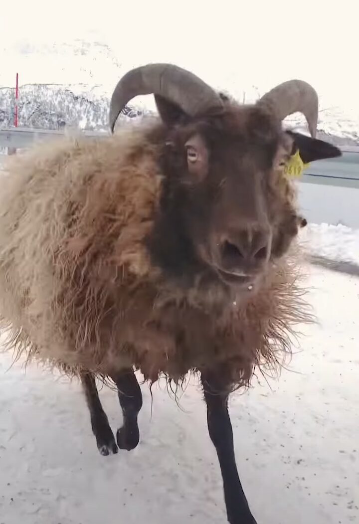 山道を散歩するヒツジたち。雪も降ってテンションが上がっているのか、ぴょんぴょん跳ねているのがかわいい！！【海外・動画】