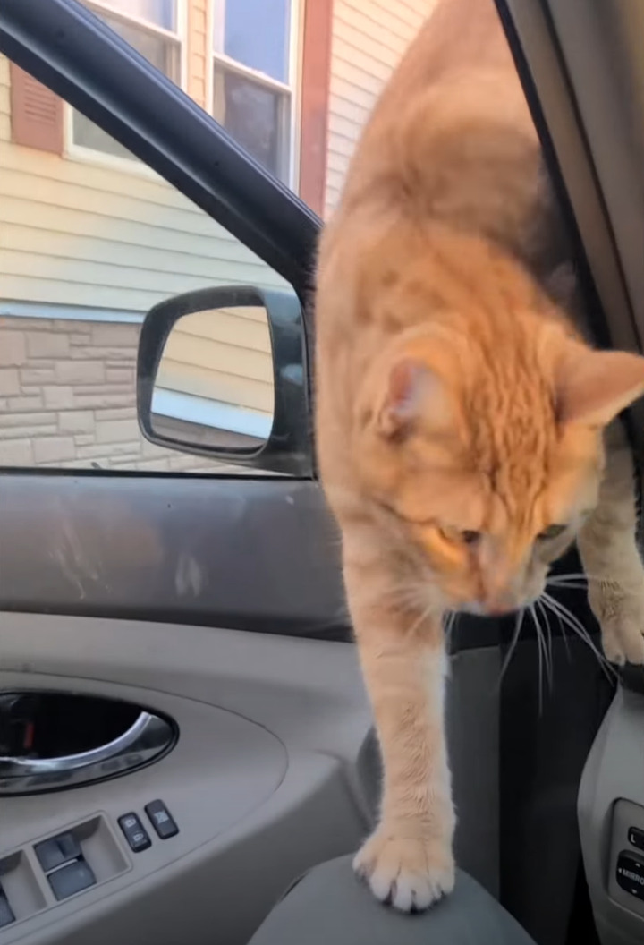 駐車した車のボンネットの上に乗る猫。車に入れてとアピールして、帰宅してきたパパさんに甘えたいみたい！！【アメリカ・動画】