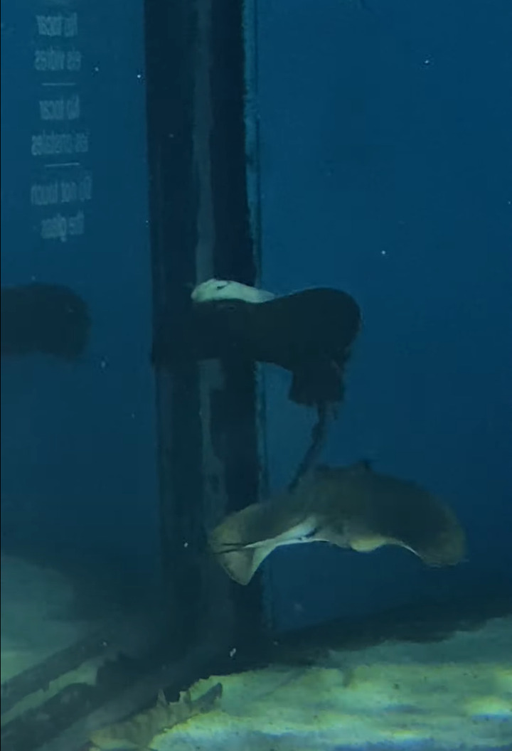 水族館で見つけた不思議な動きをしているエイ！ぐるぐる回っていますが・・、その方向に回るの？！