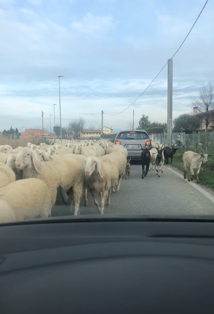 犬が一頭やって来たと思ったら・・、なんとビックリ！その後ろから道路いっぱいに羊がやって来るではないですか！！