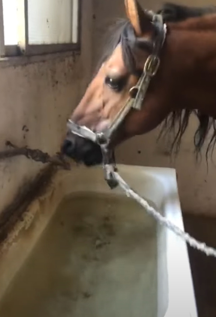 水が貯まるのを待っているのかな？水を停められた馬は・・すぐ蛇口をひねって再開させます！！【海外・動画】