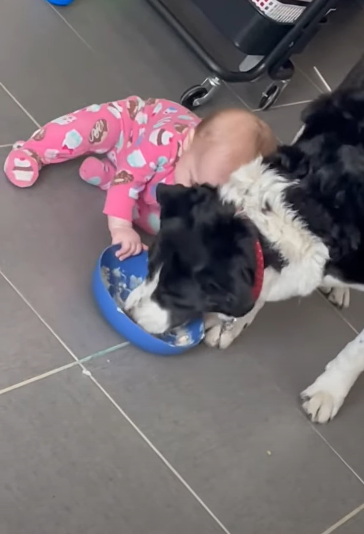 食事中の愛犬は困った！？赤ちゃんがやって来てごはんがゆっくり食べられないので、どんどん奥へ移動していきしまいには・・！！