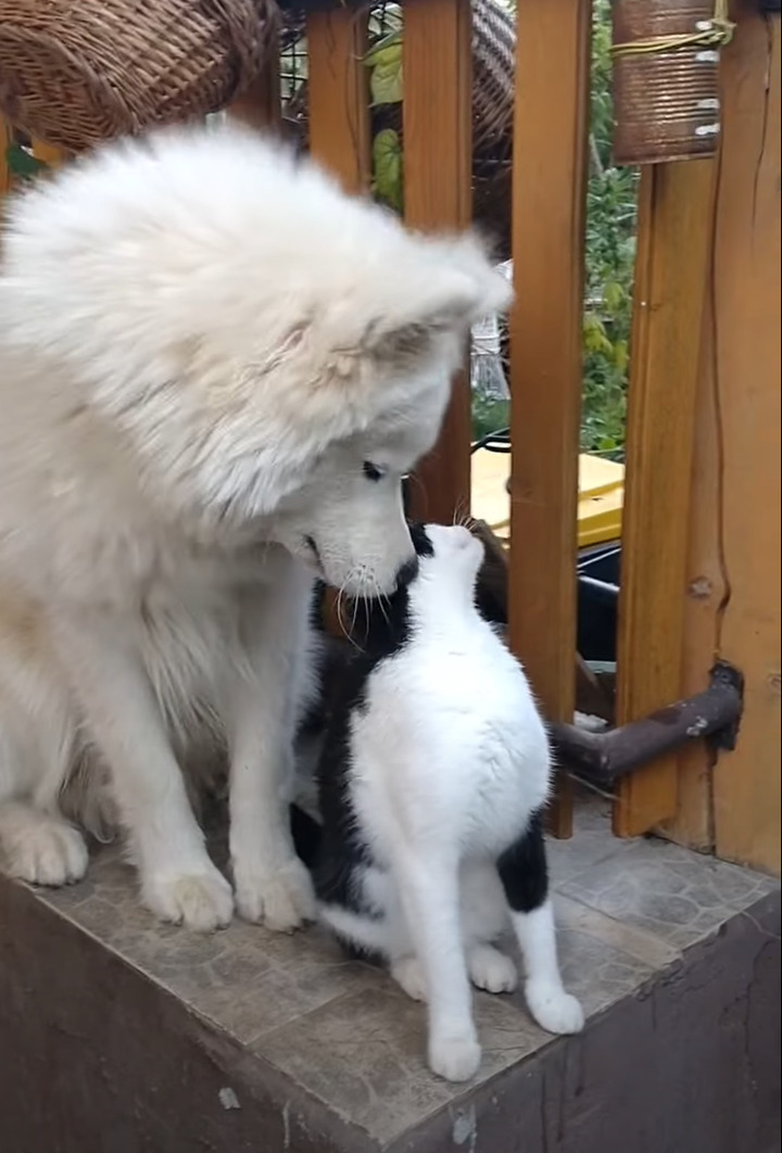 仲良しだという犬と猫。猫をもっとグルーミングしようと目一杯引き寄せる犬ですが・・、これには猫も困った？？【海外・動画】