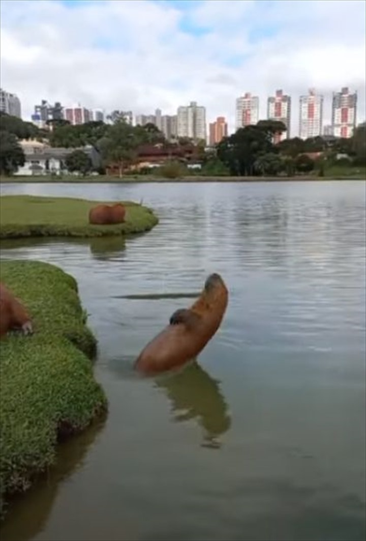 まるで水泳選手！？カピバラの子供が池で水中ジャンプし潜っていくそのフォームが・・・、なんだかスゴくてパーフェクト！！【海外・動画】