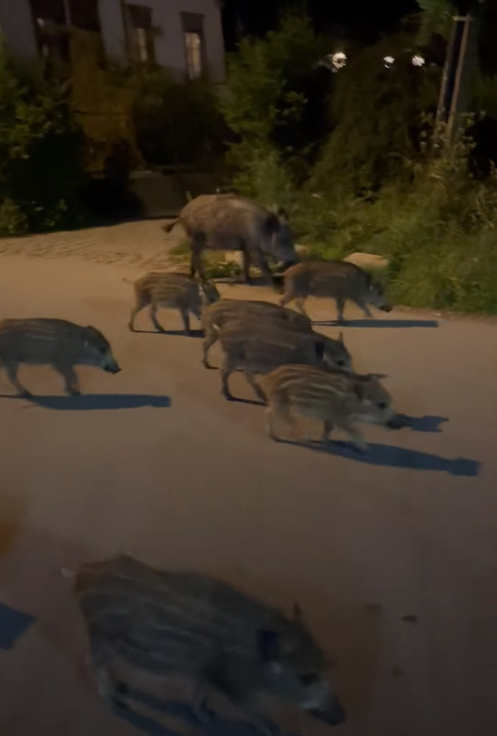 ポーランド屈指の都市ヴロツワフの夜の街中で目撃されたのはイノシシの家族！？かわいいウリ坊もたくさんいますが・・