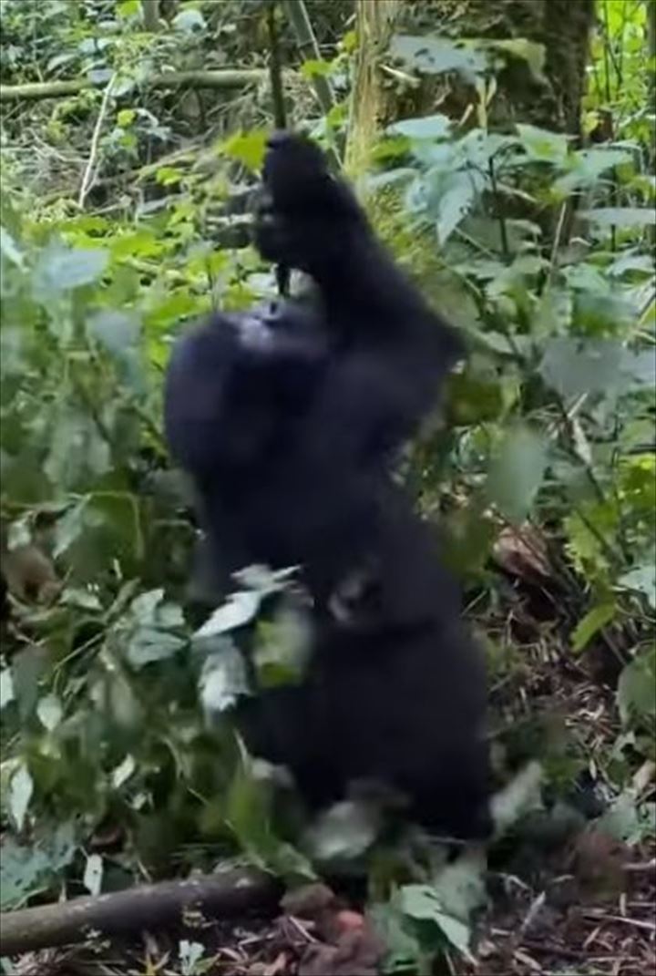 つるにつかまって大回転！ブドウの木のつるにぶら下がるゴリラの赤ちゃん、その姿は大はしゃぎをしているみたい！！【海外・動画】