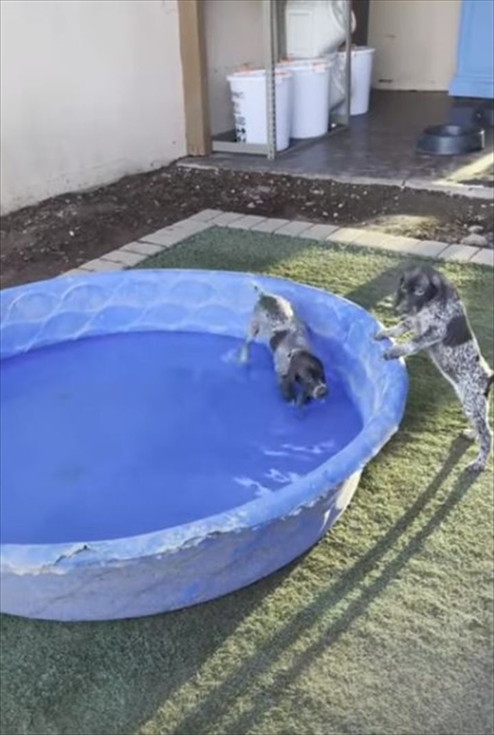 初めてのプールに落ちそうになるのを耐える子犬。堪えきれずとうとう落ちてしまったのですが・・、その時のリアクションは？！【海外・動画】