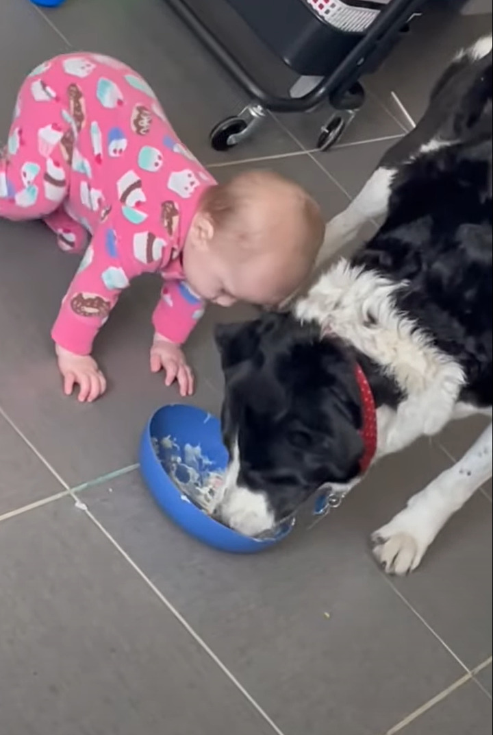 食事中の愛犬は困った！？赤ちゃんがやって来てごはんがゆっくり食べられないので、どんどん奥へ移動していきしまいには・・！！