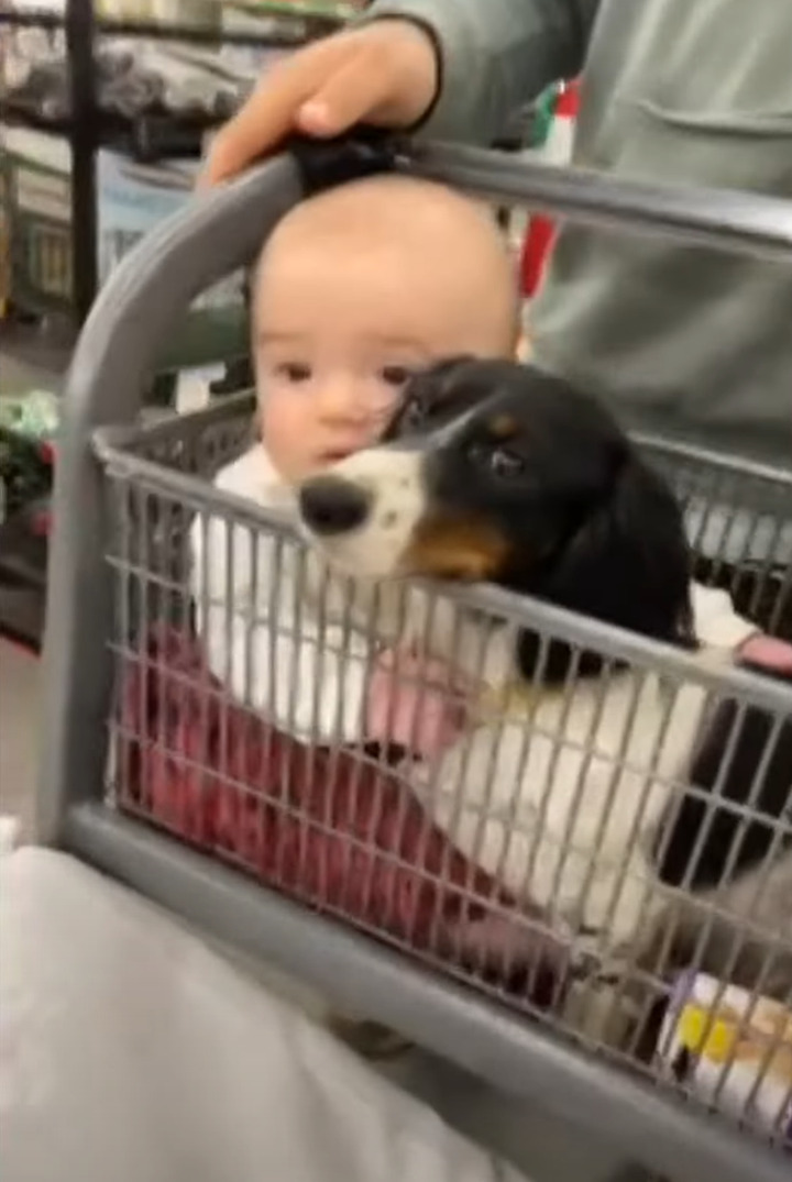 お買い物に連れてきてもらった赤ちゃんと愛犬。ショッピングカートに乗りぎゅっと抱き合うふたりの姿がとっても微笑ましい!!