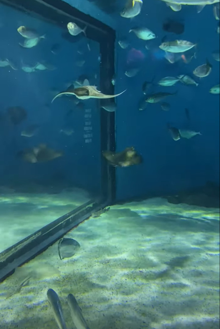 水族館で見つけた不思議な動きをしているエイ！ぐるぐる回っていますが・・、その方向に回るの？！