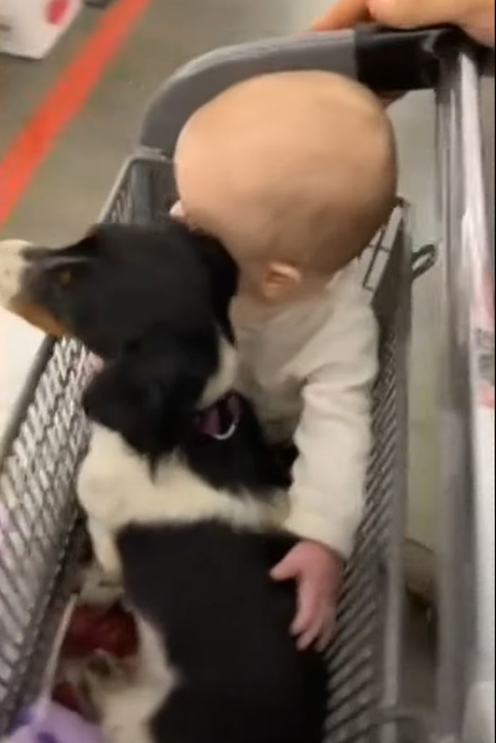 お買い物に連れてきてもらった赤ちゃんと愛犬。ショッピングカートに乗りぎゅっと抱き合うふたりの姿がとっても微笑ましい!!