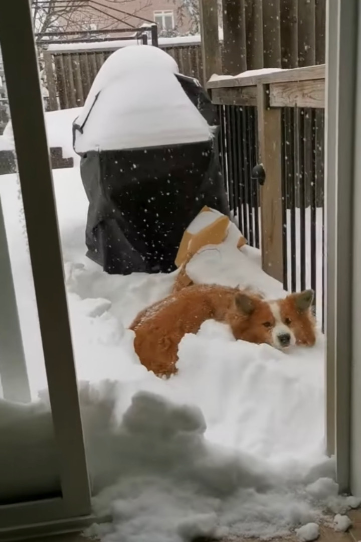 「こんなに積もってるの？！」雪が降ったので喜んで庭へ出た犬。ところが、思ったより雪が積もっていてお家に戻ってくる羽目に・・・