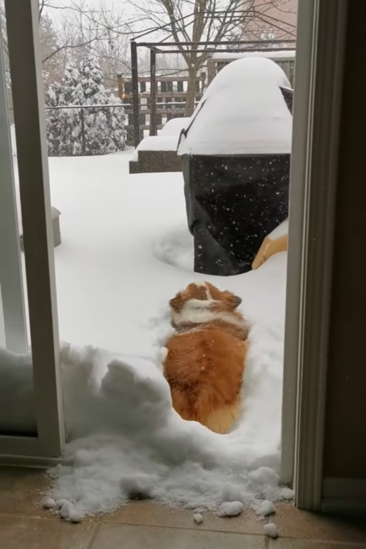 「こんなに積もってるの？！」雪が降ったので喜んで庭へ出た犬。ところが、思ったより雪が積もっていてお家に戻ってくる羽目に・・・