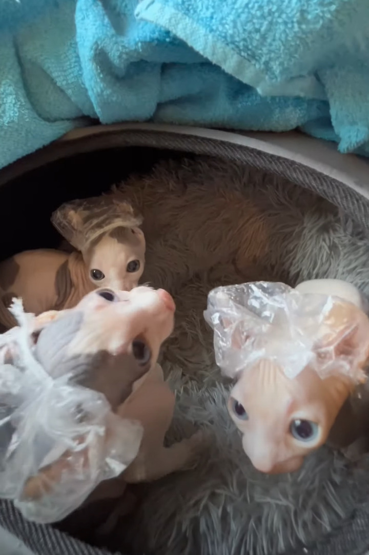 生まれてはじめてのバスタイム！エルフ・スフィンクスキャットの子猫たちはシャンプーキャップも被って体をキレイに洗ってもらいました！！
