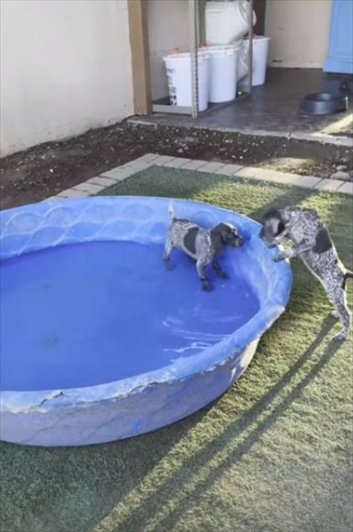 初めてのプールに落ちそうになるのを耐える子犬。堪えきれずとうとう落ちてしまったのですが・・、その時のリアクションは？！【海外・動画】