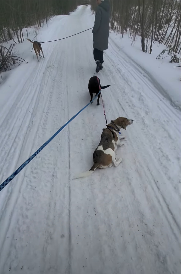 ちょっと背中をカキカキしようとしただけなのに。雪に寝転んだ愛犬ですがリードが他の犬にもつながっていたため・・