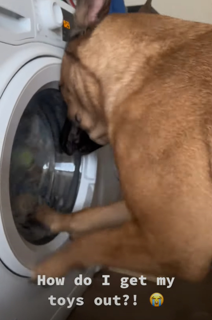 ぐるぐる回る洗濯機をじっと見つめる犬。今まさに洗われている大事なオモチャが心配でならないようです