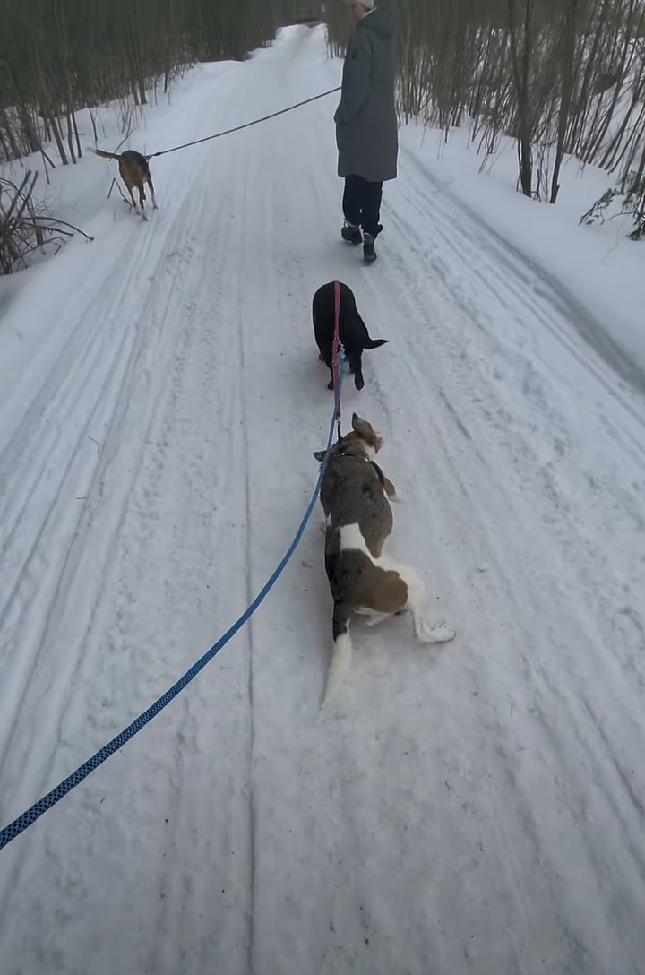 ちょっと背中をカキカキしようとしただけなのに。雪に寝転んだ愛犬ですがリードが他の犬にもつながっていたため・・