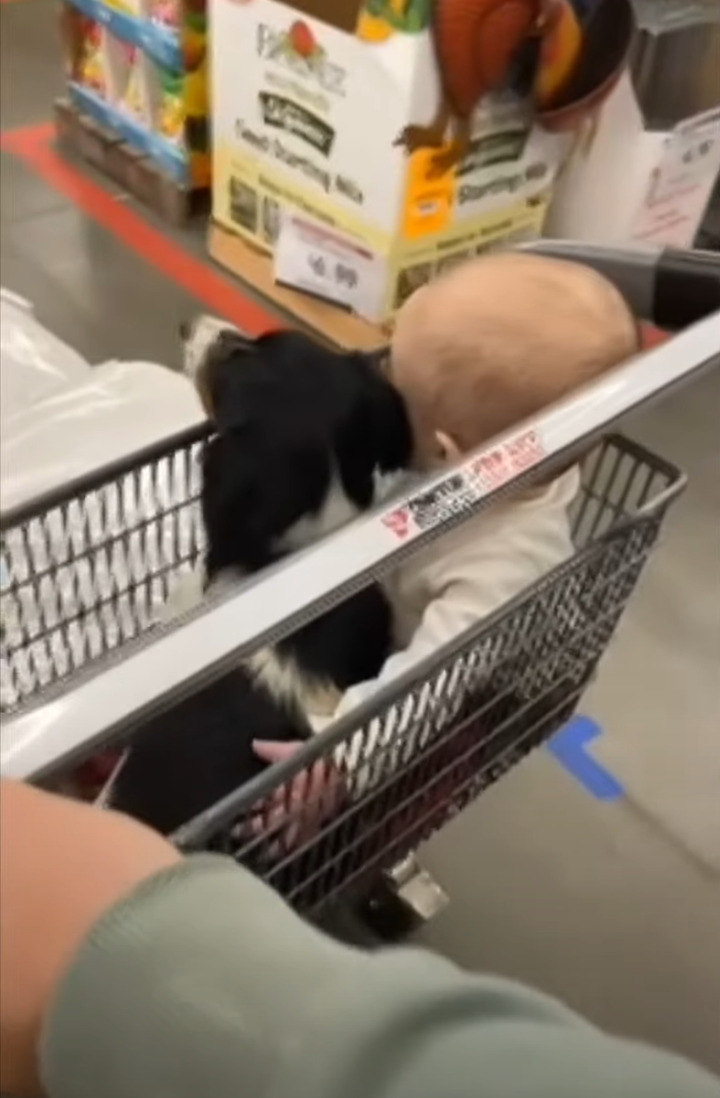 お買い物に連れてきてもらった赤ちゃんと愛犬。ショッピングカートに乗りぎゅっと抱き合うふたりの姿がとっても微笑ましい!!