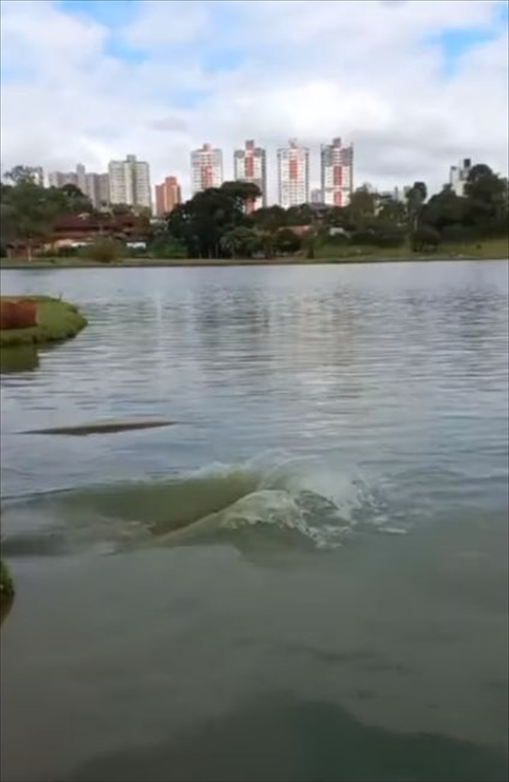 まるで水泳選手！？カピバラの子供が池で水中ジャンプし潜っていくそのフォームが・・・、なんだかスゴくてパーフェクト！！【海外・動画】