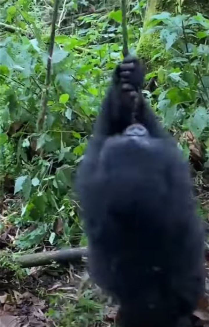 つるにつかまって大回転！ブドウの木のつるにぶら下がるゴリラの赤ちゃん、その姿は大はしゃぎをしているみたい！！【海外・動画】